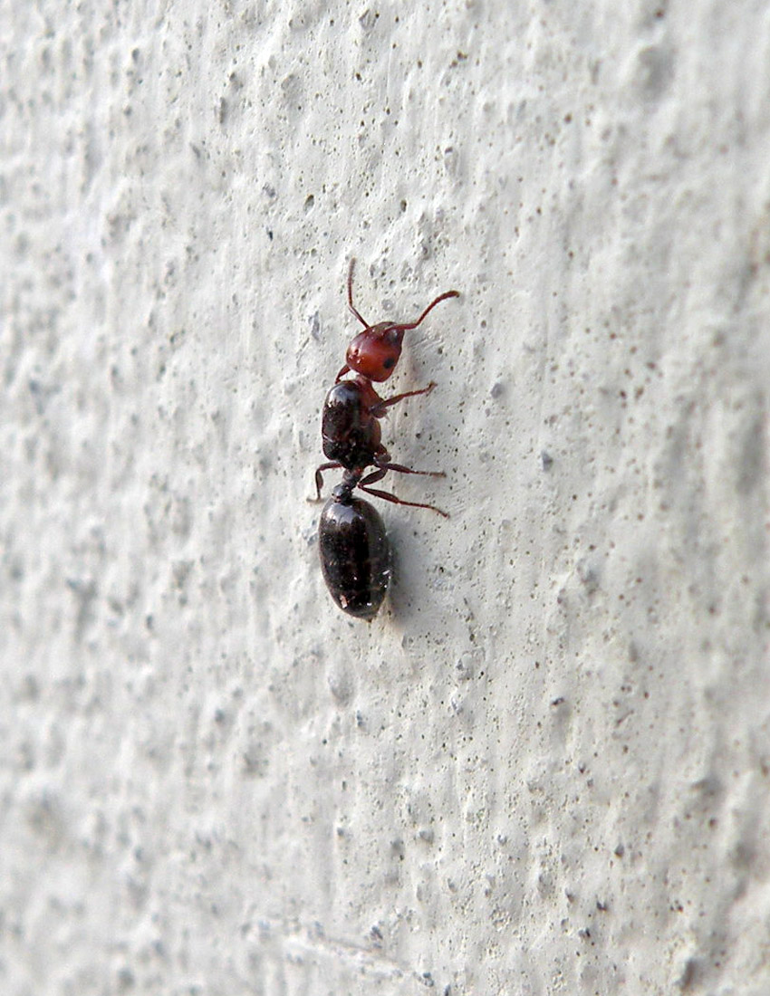 Formica davanti a casa: Regina di Crematogaster scutellaris